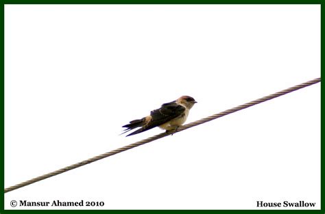 experience  birds house swallow