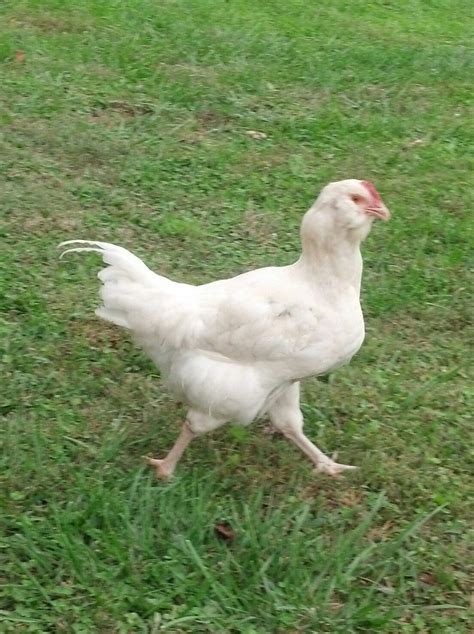 Can A Pullet Have Long Tail Feathers Like This Backyard