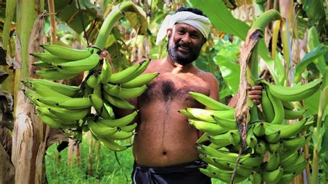 Live Plant Fruit Nursery Kerala Nendran Banana 1 Healthy Live Fruit