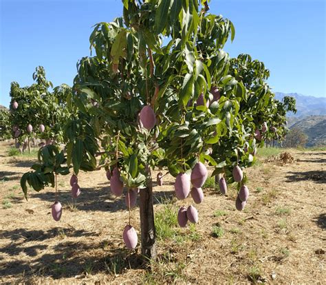 mangos ecologicos de la atalaya espana crowdfarming adopta  arbol