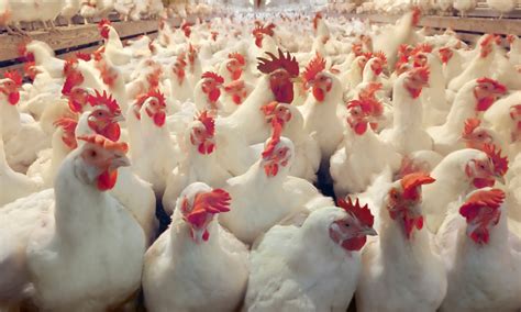transcend media service fowl deeds faeces bacteria toxins    chicken farm
