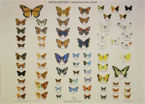 butterfly chart