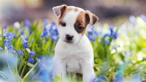 reason  find  pet puppy cute dogs cuteness peak   weeks hindustan times