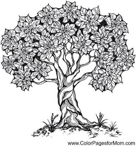 advanced coloring pages tree  tree coloring page adult coloring