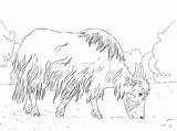 Yak Coloring Grazing Pages Printable Supercoloring Main Designlooter Skip Categories sketch template