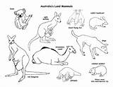 Habitats Grassland Desert Australianos Animales Printablee sketch template