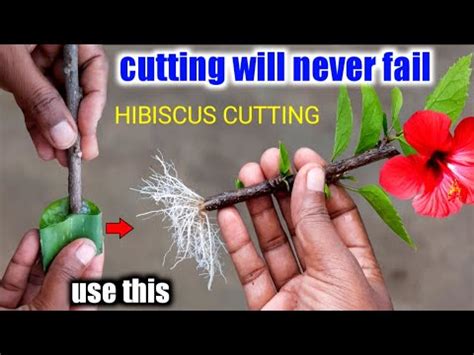 grow hibiscus plant  cuttingshibiscus cutting propagation