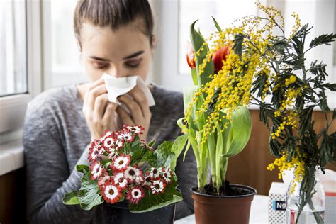 The Best Flowers For Allergy Sufferers Floraqueen En