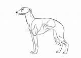 Whippet Greyhound sketch template
