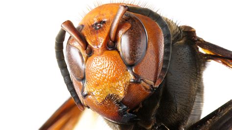 monstrous murder hornets  reached    science