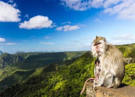 black river gorges visitors guide  mauritius mauritius island