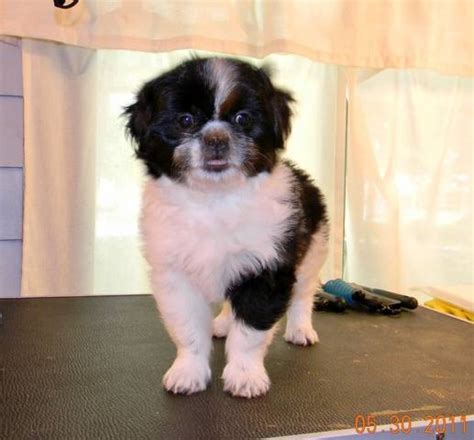 Shih Tzu Japanese Chin For Sale Adoption From Shelbyville
