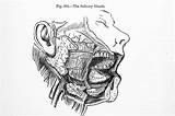 Salivary Gland Medical Antique Illustration Glands Stock Royalty Banners Ami Banner Human sketch template