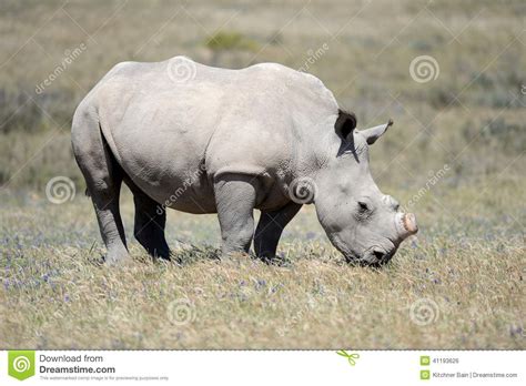 rhino stock photo image  horns animal landscape