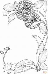 Coloring Flower Pages Flowers Zinnia sketch template