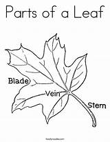 Leaf Parts Coloring Leaves Tree Worksheet Pages Fall September Kindergarten Science Worksheets Starts Insects Food Some Long Preschool Twistynoodle Noodle sketch template