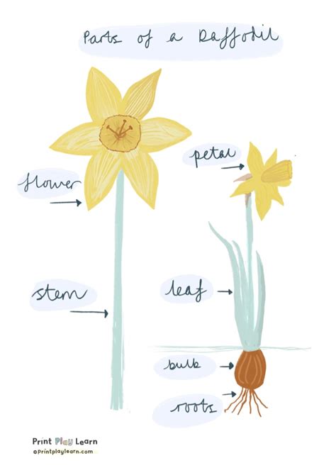 parts   daffodil poster  kids printable teaching resources print play learn