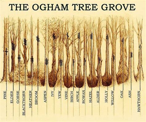 celtic tree ogham sticks clientsdesignstudiocom
