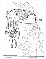 Cuttlefish Ozean Ausmalbilder Colouringpages Seashore sketch template