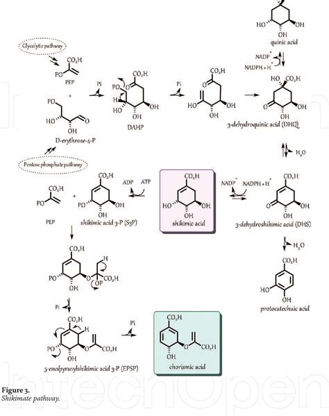 shikimic acid pathway  biosynthesis  phenolic compounds semantic scholar