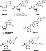 Adenosine Receptor Pharmrev sketch template