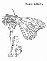 Butterfly Coloring Monarch Pages Printable Kids Drawing Print Caterpillar Animals Sitting Flower Nz Cycle Life Fun Getdrawings Shows Ages Develop sketch template