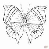 Coloring Pages Butterfly Drawing sketch template