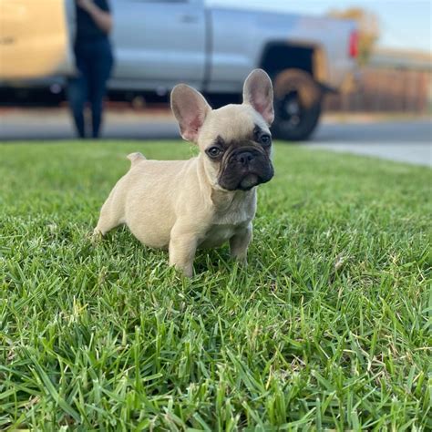 blue frenchie  saleblue frenchie puppies  sale