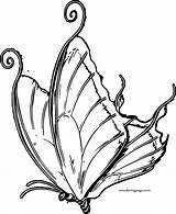 Coloring Butterfly Drop Wecoloringpage sketch template