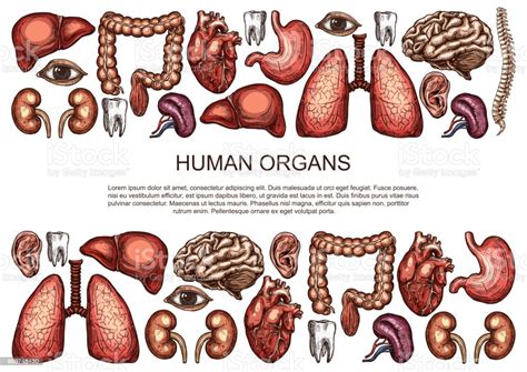 organs in the body organ map diagram of human body internal organs