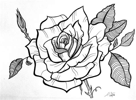 rose blank ink drawing