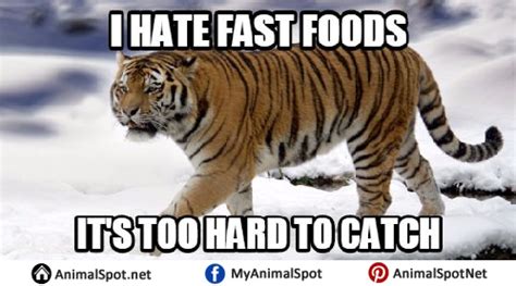 siberian tiger memes animal spot
