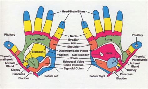 reflexology hand map reflexology hand chart reflexology pressure