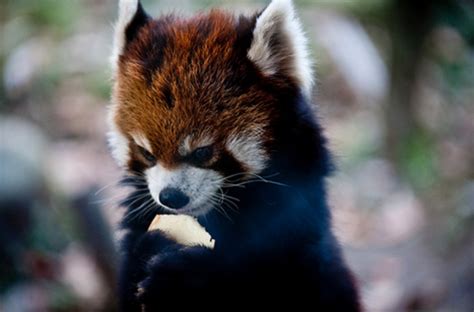 red pandas    cutest   red panda cute