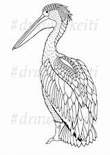 Keiti Pelican sketch template