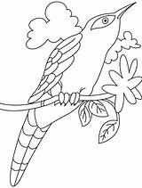 Cuckoo Bird Drawing Coloring Pages Coloringsky Loca Easy Designlooter Template Sky 7kb 795px Drawings sketch template