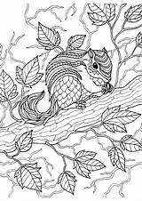 Adult Squirrel Coloring Colouring Pages Choose Board Sheets sketch template