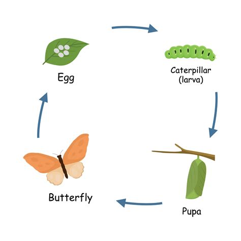 metamorphosis  life cycle  butterfly  eggs caterpillar pupa