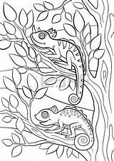 Camouflage Coloring Pages Animals Printable Wild Chameleon Drawing Vector Clipart Chameleons Cute Little Two Animal Color Digital Pattern Tree Getcolorings sketch template