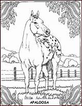 Coloring Horse Pages Appaloosa Colouring Horses Color Adult Printable Books Adults Kids Painting Crafts Print Animal Coloringpagesforadult Getdrawings Getcolorings sketch template