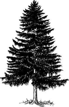 white fir clipart   cliparts  images  clipground