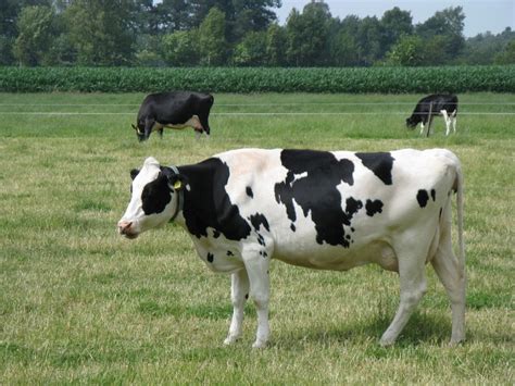 The Internet Of Cows Azure Powered Pedometers Get Dairies Mooovin