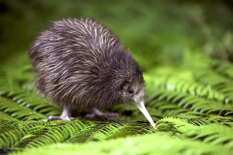 kiwi bird archives fuzzy today
