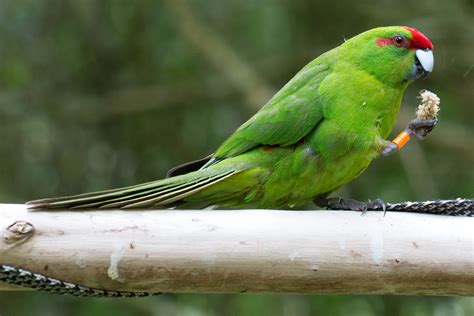 kakariki parrots       owning  petrestartcom