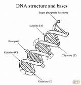 Dna Coloring Structure Worksheet Pages Replication Double Bases Helix Key Drawing Answer Biology Molecule Printable Rna Kids Diagram Genetics Sheet sketch template