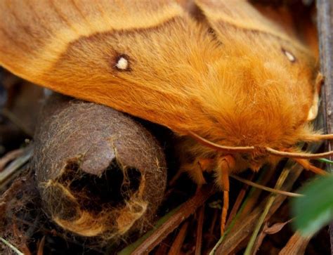 caterpillars turned into exploding zombies by bug bbc news
