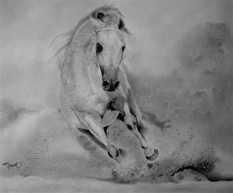 arabian horse drawing  xeno haider fine art america