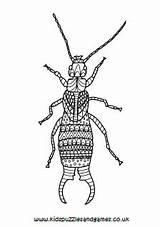 Earwigs Colouring Mindfulness Sheets Coloring Earwig sketch template