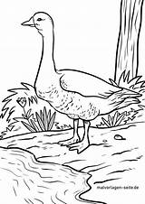 Coloring Pages Geese Goose Popular sketch template
