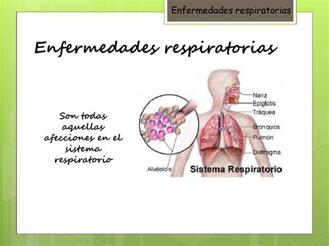 enfermedades en el sistema respiratorio  ligia alexandra issuu